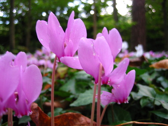 Un cyclamen