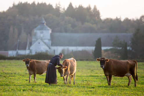 Aux champs avec les vaches