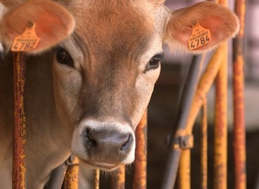 Une vache du monastère