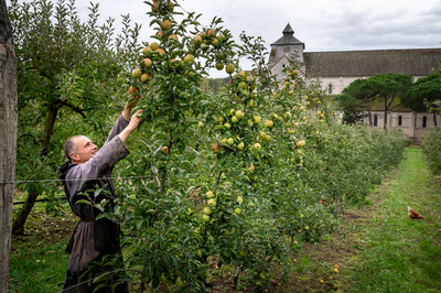 La cueillette des pommes