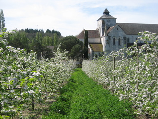le verger de l'Abbaye en fleurs
